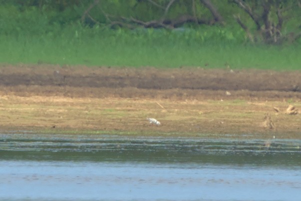 Piping Plover - ML608059711