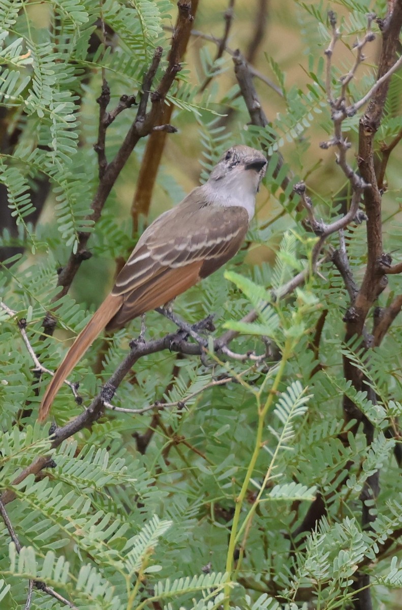 Ash-throated Flycatcher - ML608059981