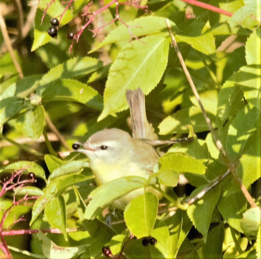 Philadelphia Vireo - ML608060641