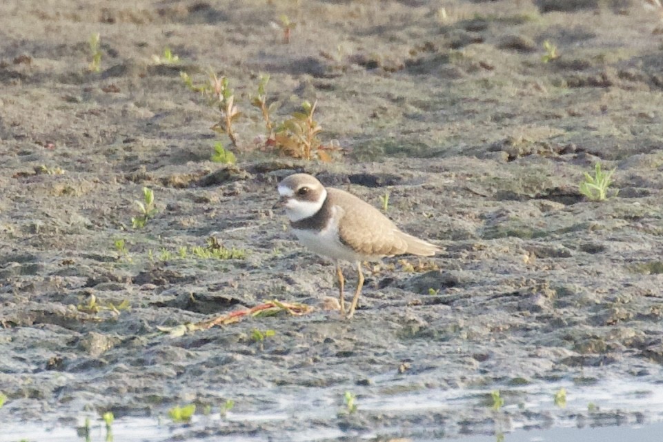 Semipalmated Plover - ML608061861