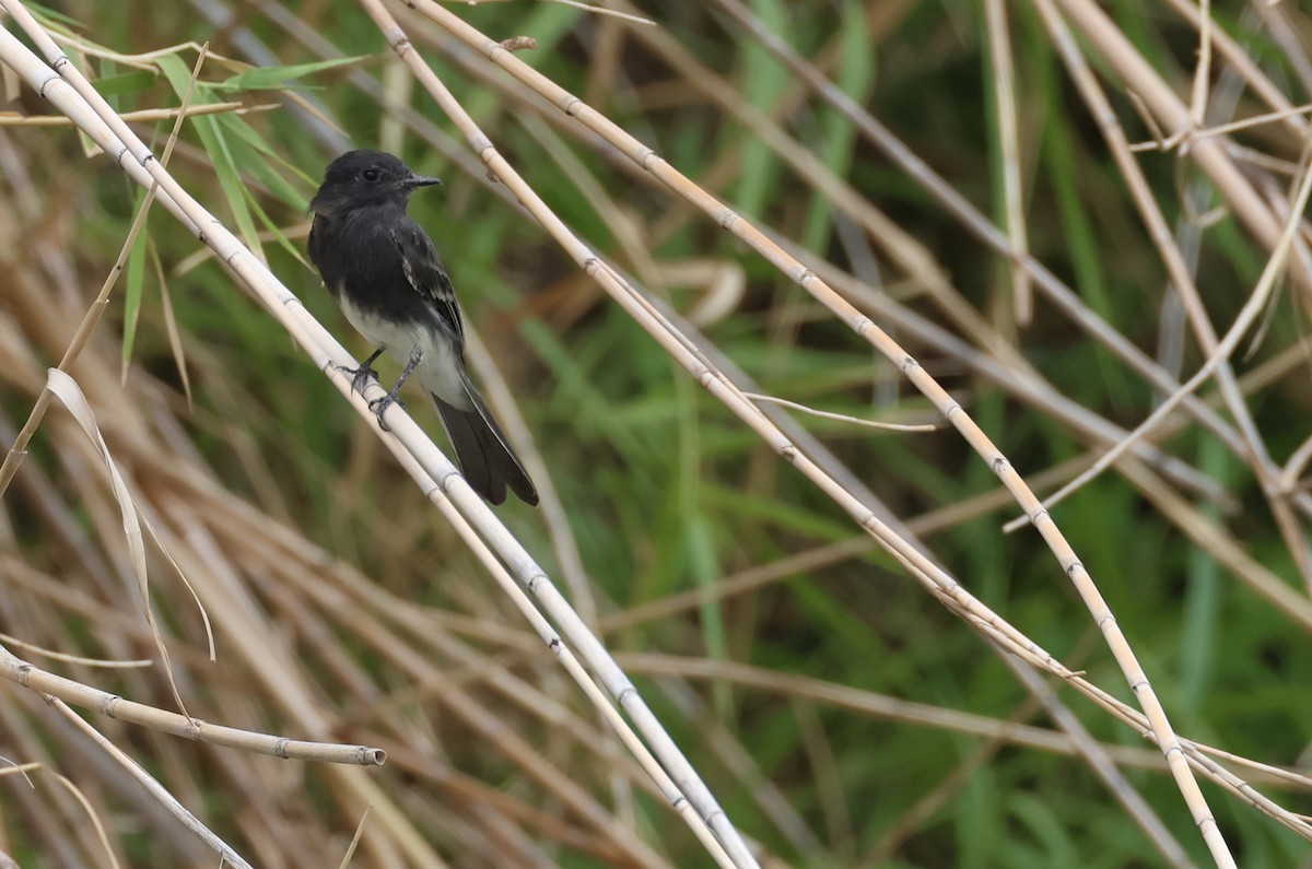 Black Phoebe - ML608062281