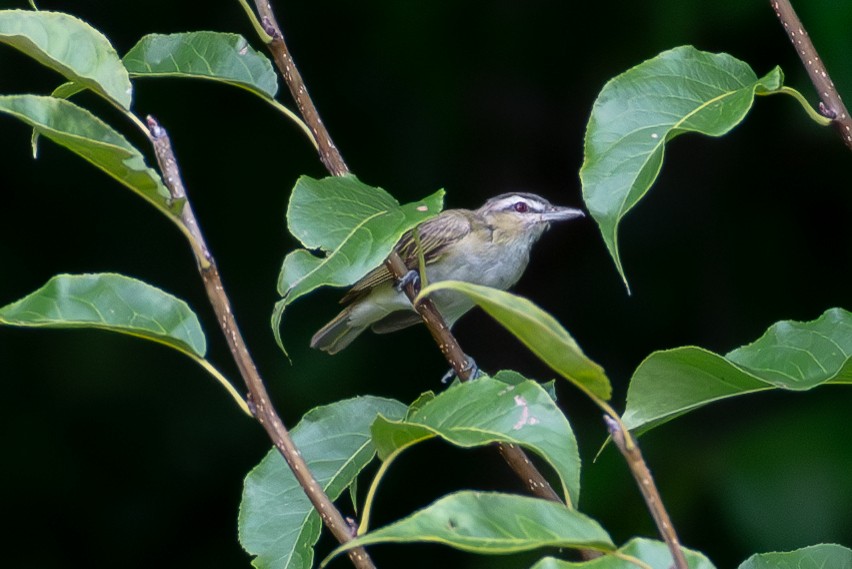 Red-eyed Vireo - ML608062481