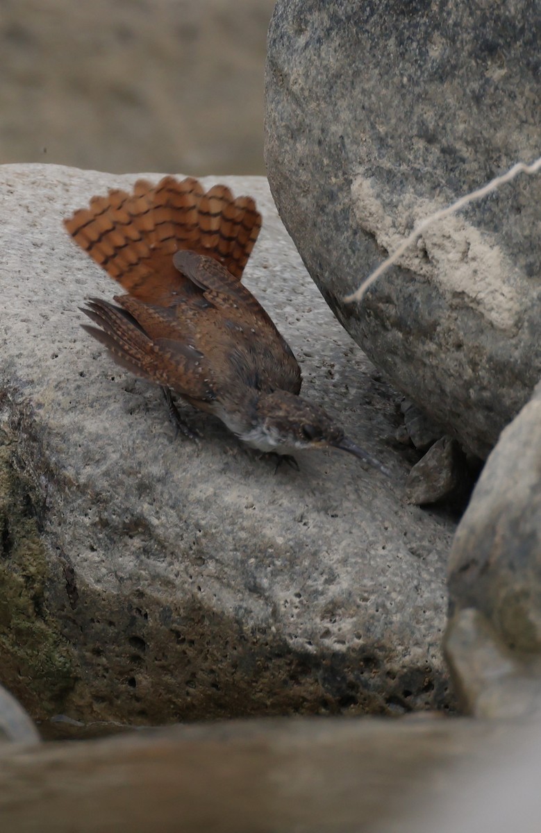 Canyon Wren - ML608062621