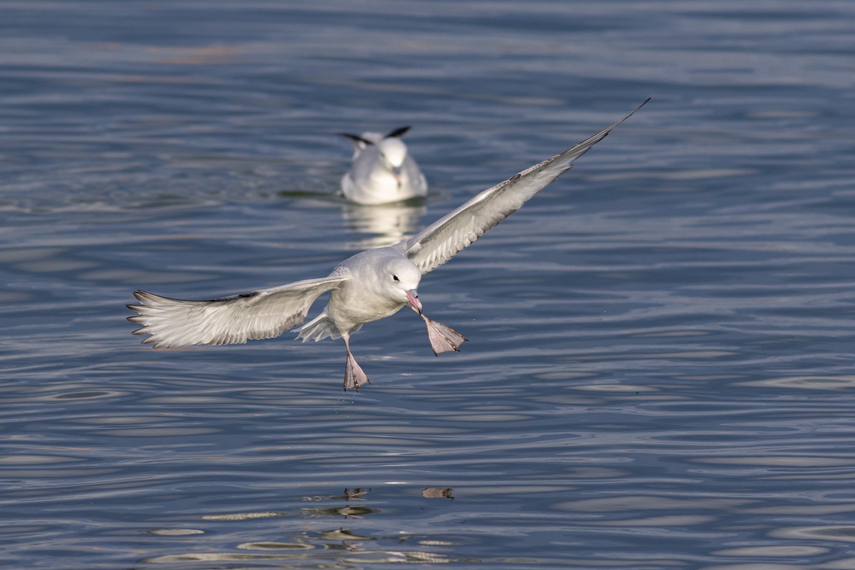 Fulmar argenté - ML608062851