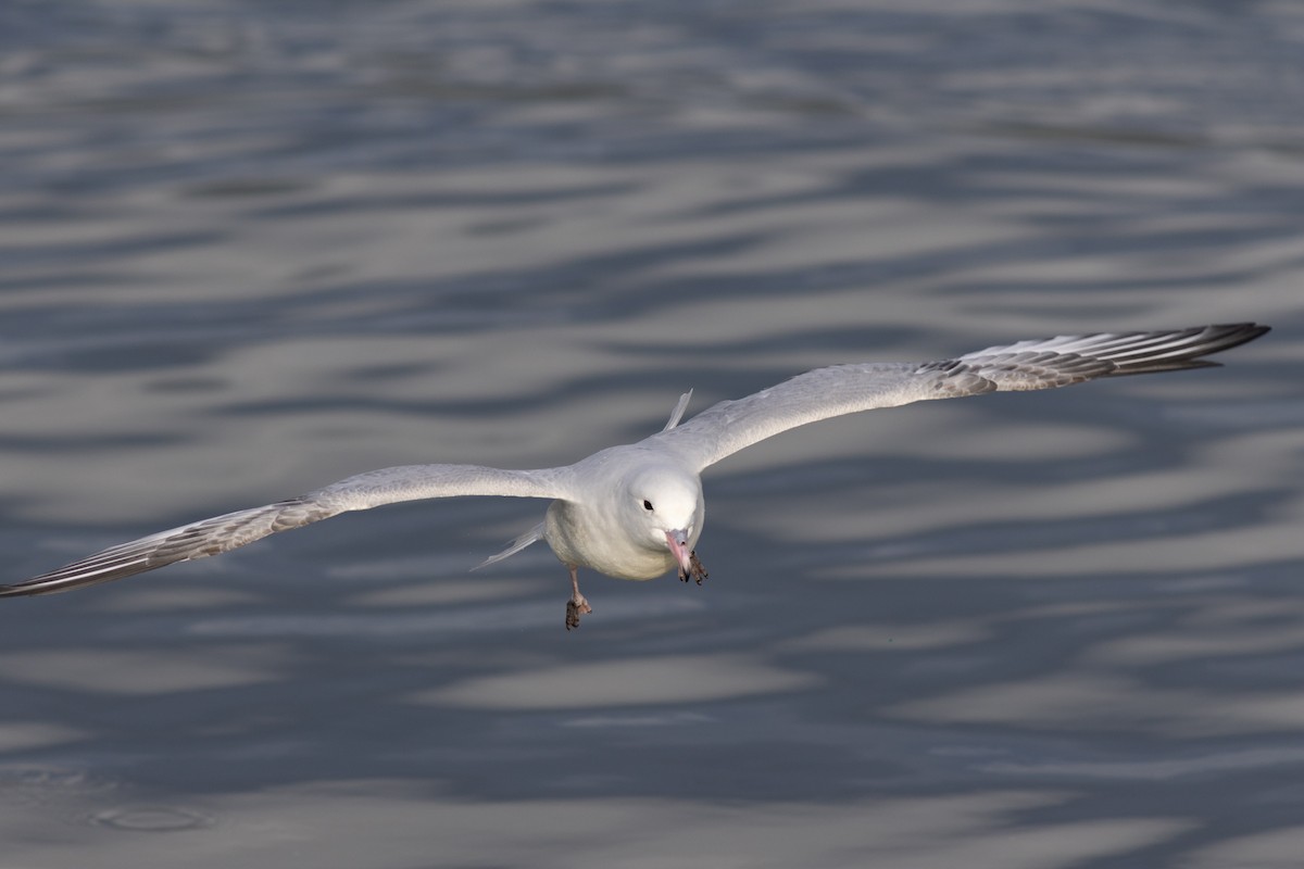 Fulmar argenté - ML608062861