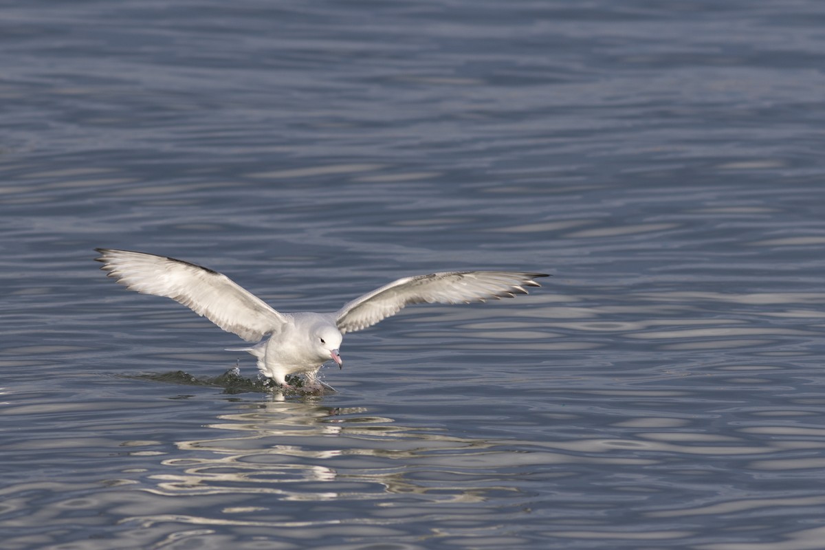 Fulmar argenté - ML608062871