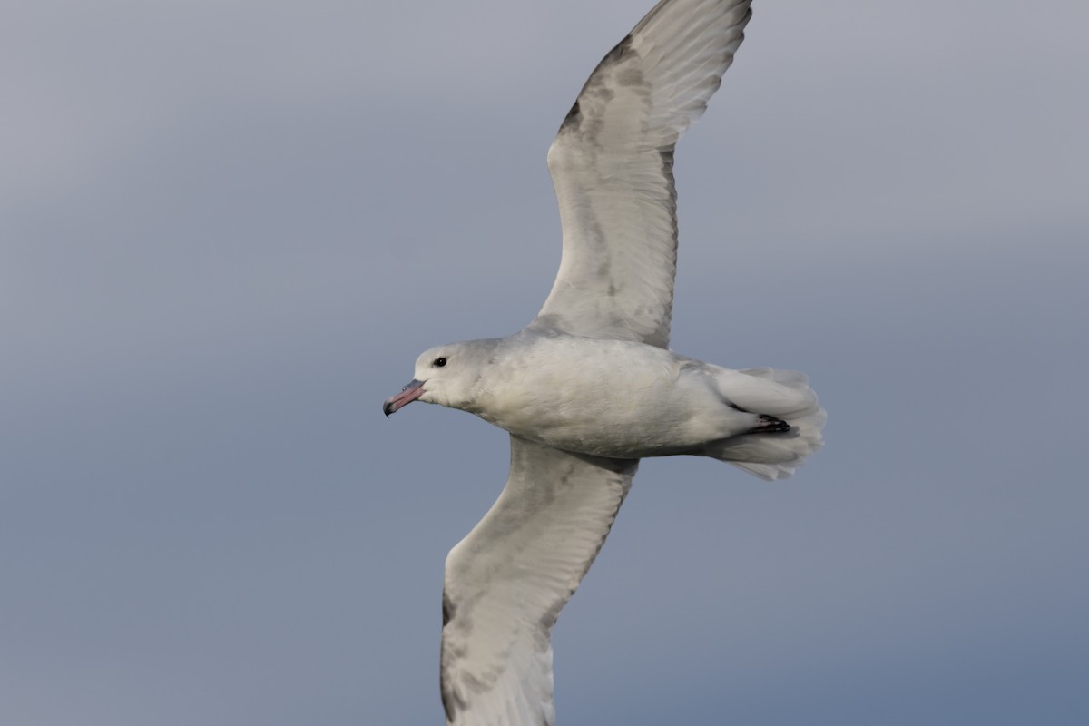 Fulmar argenté - ML608062911