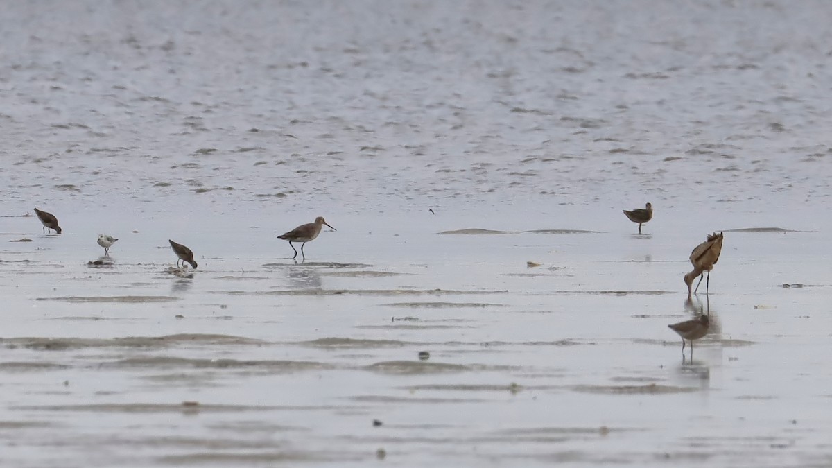 Hudsonian Godwit - Brenda Bull