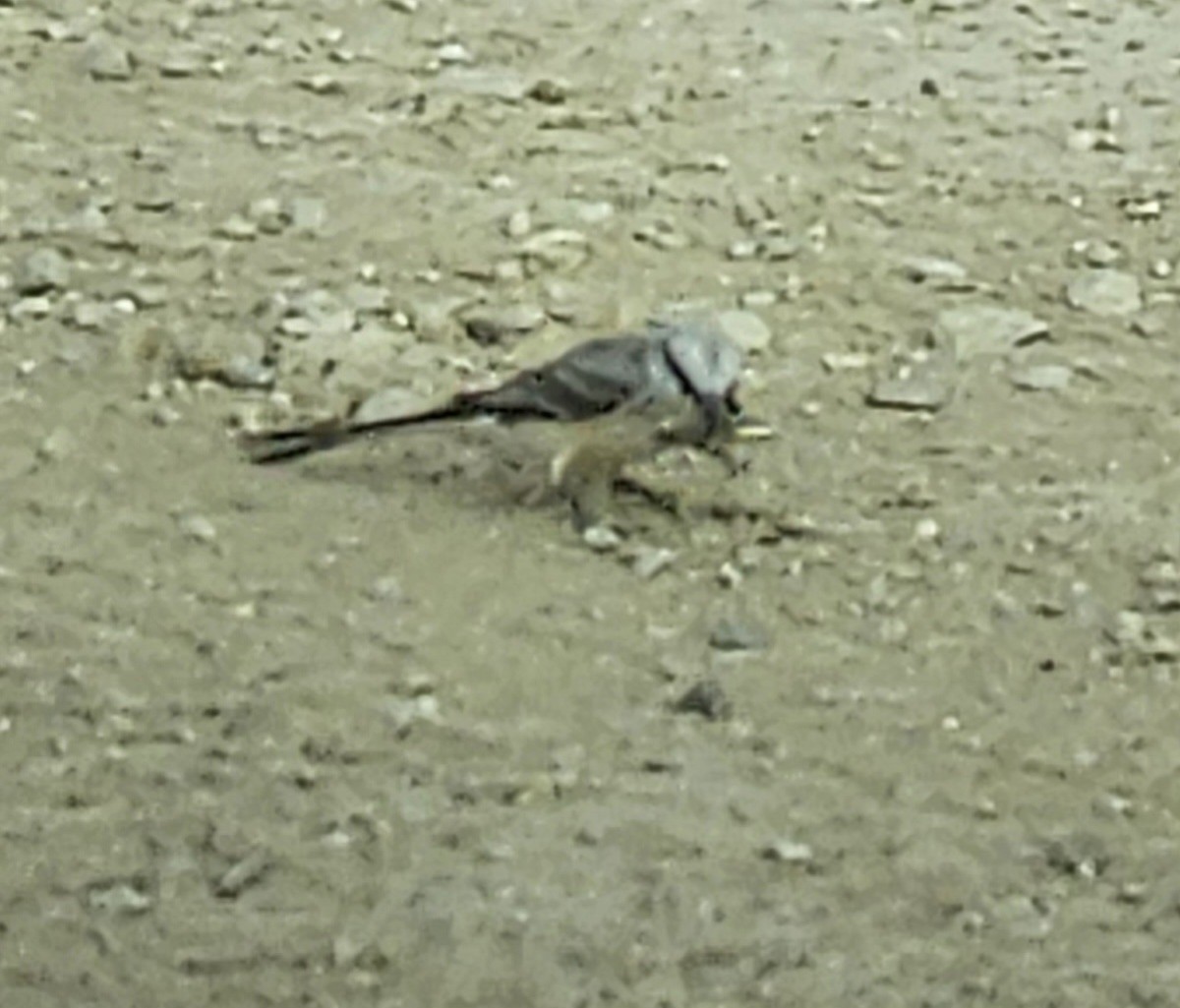 Scissor-tailed Flycatcher - ML608063811