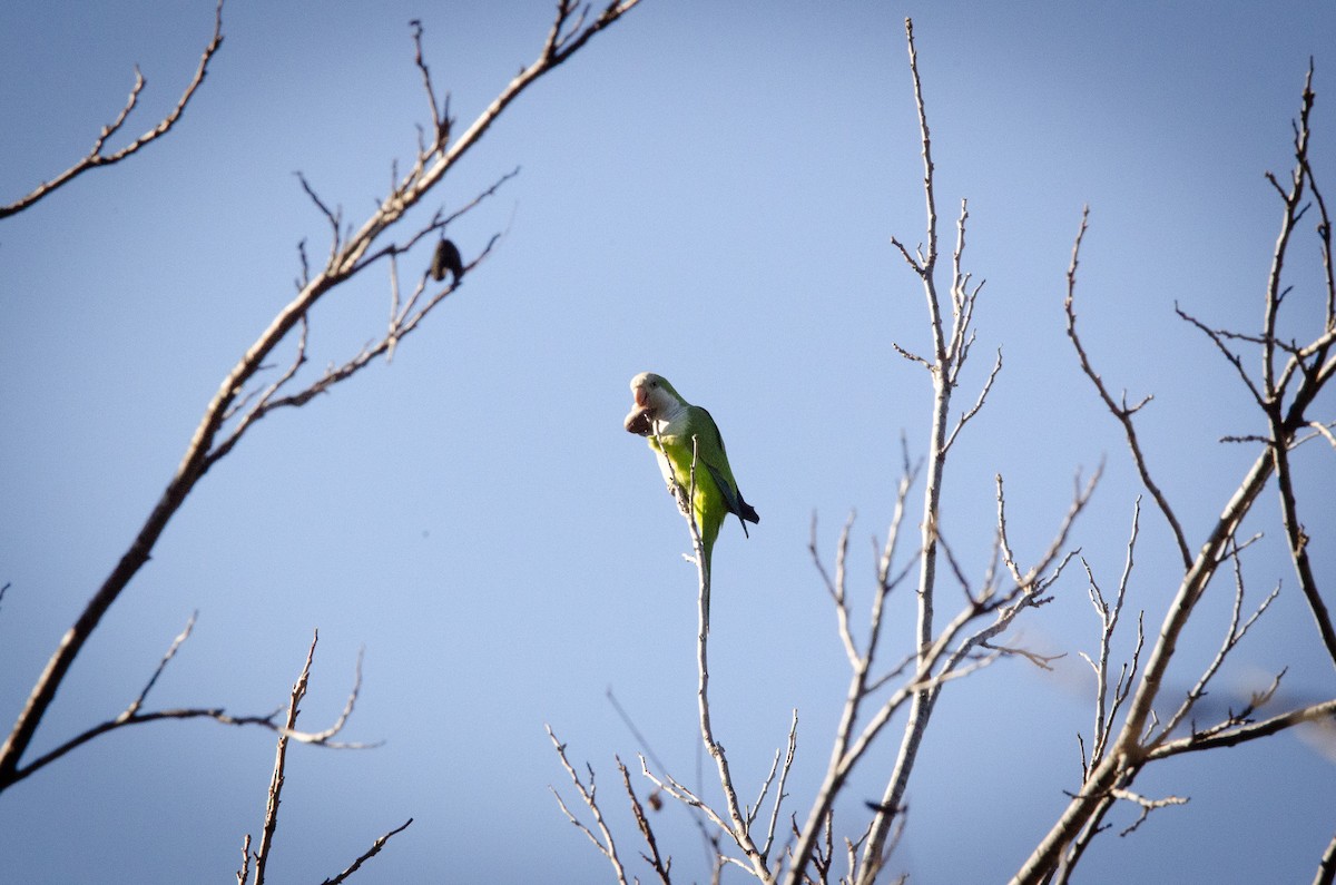 Monk Parakeet - ML608063961