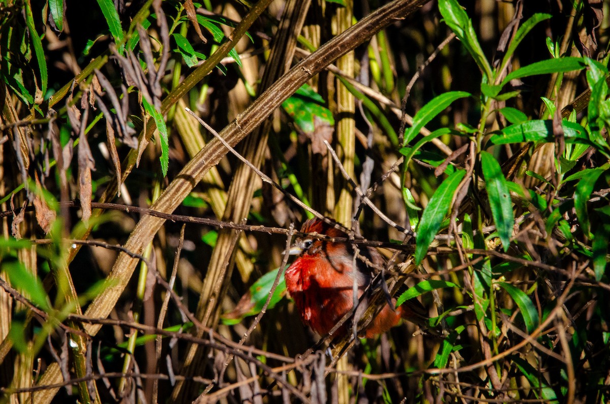 Red-crested Finch - ML608063991