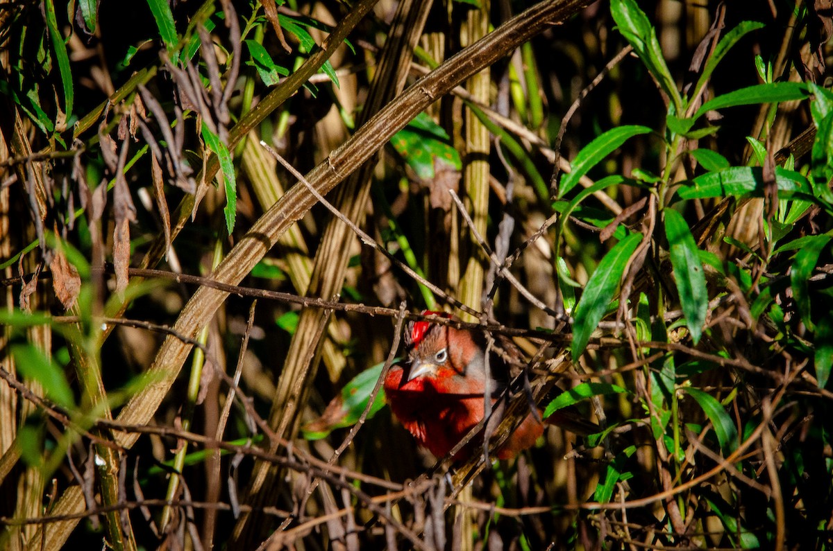 Red-crested Finch - ML608064001