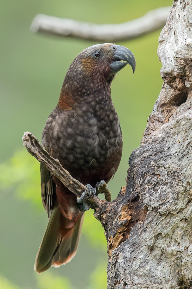 New Zealand Kaka - ML608064021