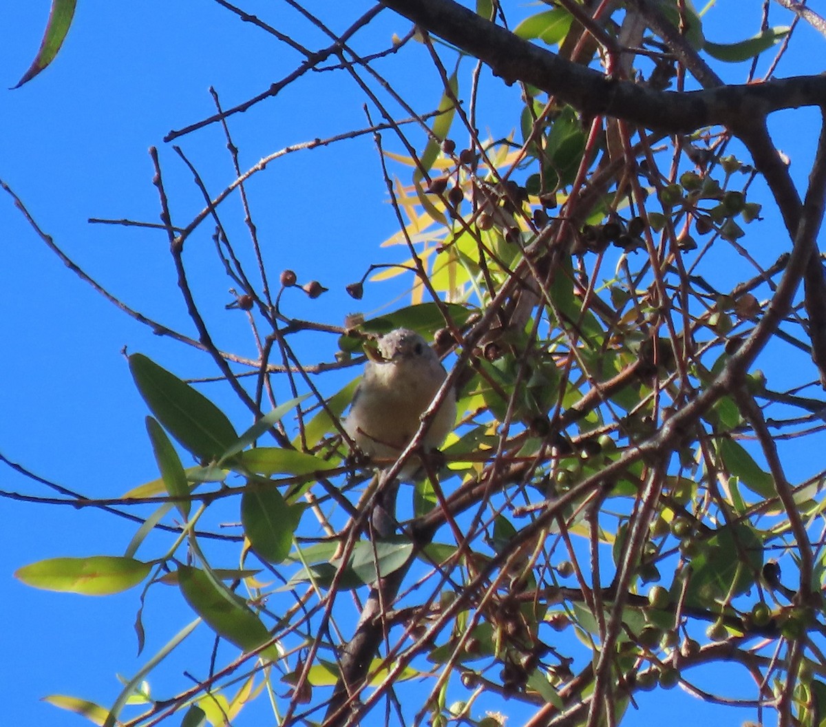 Lucy's Warbler - ML608064891