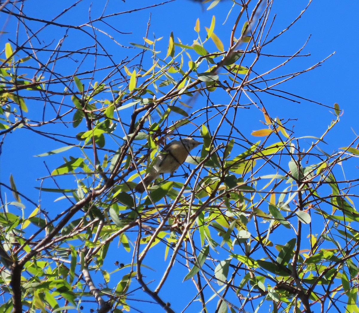 Lucy's Warbler - ML608064961