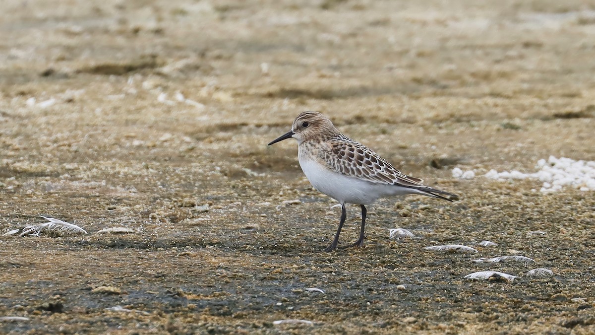 Baird's Sandpiper - ML608065751