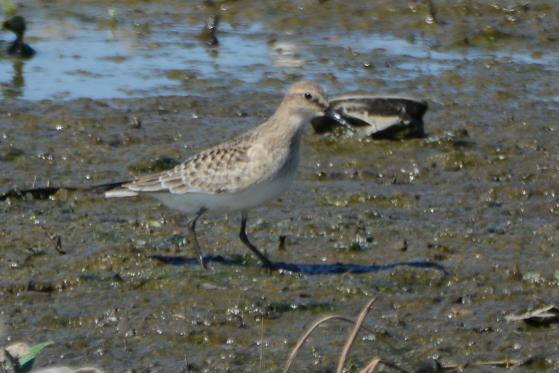 gulbrystsnipe - ML608066241