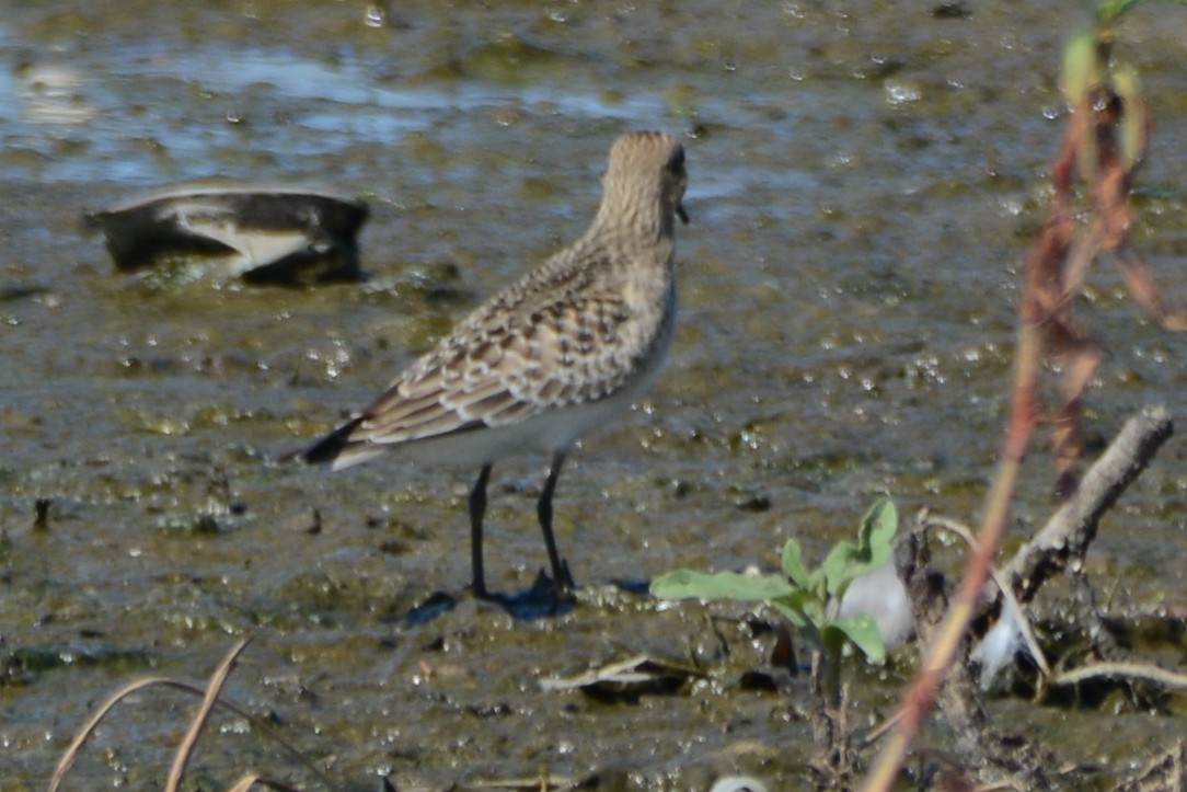 Baird's Sandpiper - Cathy Pasterczyk