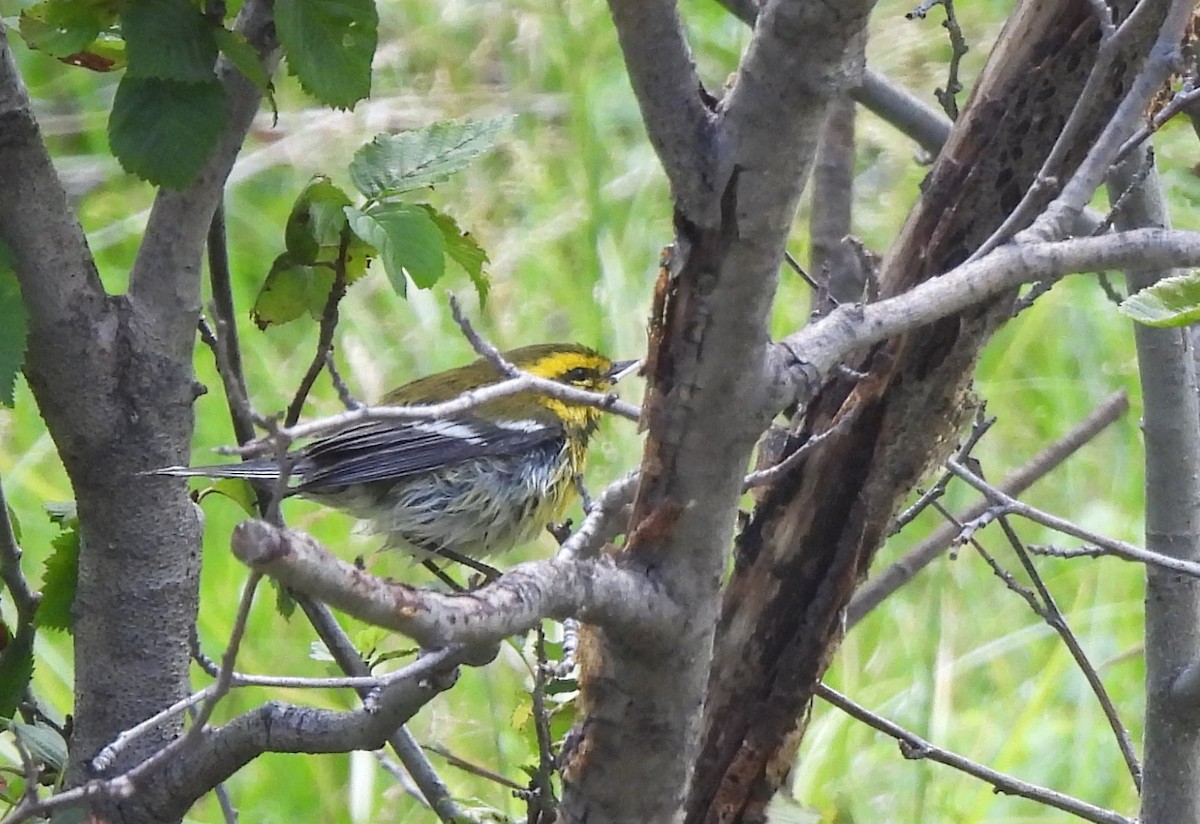 Townsend's Warbler - ML608066461