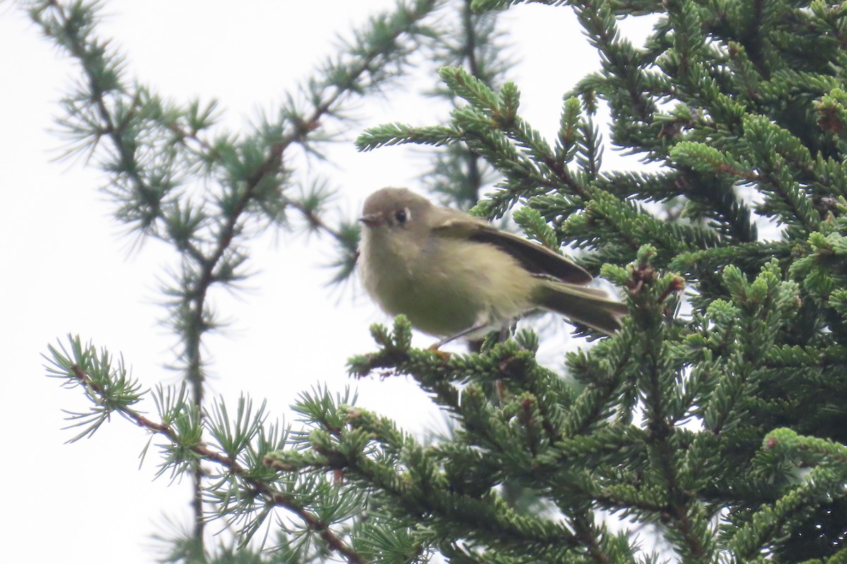 Ruby-crowned Kinglet - ML608066471