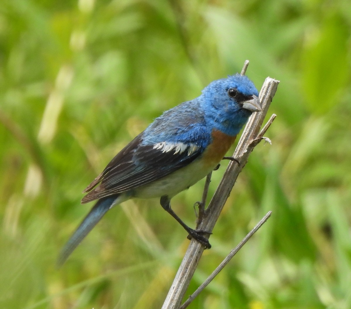 Lazuli Bunting - ML608067121