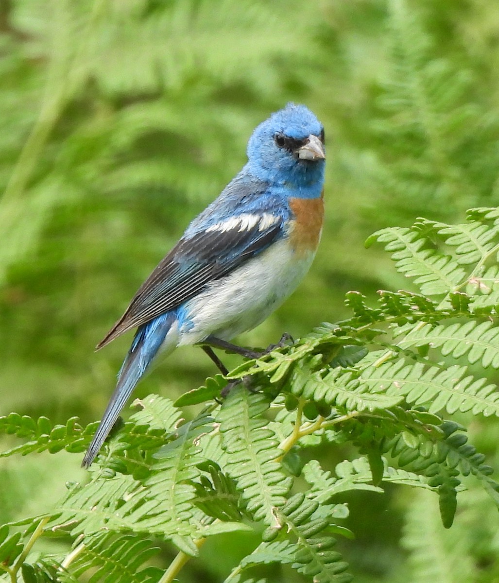 Lazuli Bunting - ML608067141