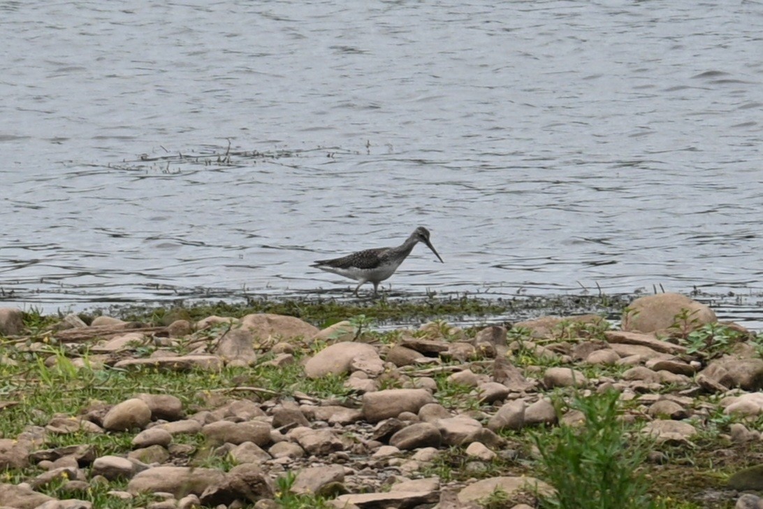 Greater Yellowlegs - ML608067581