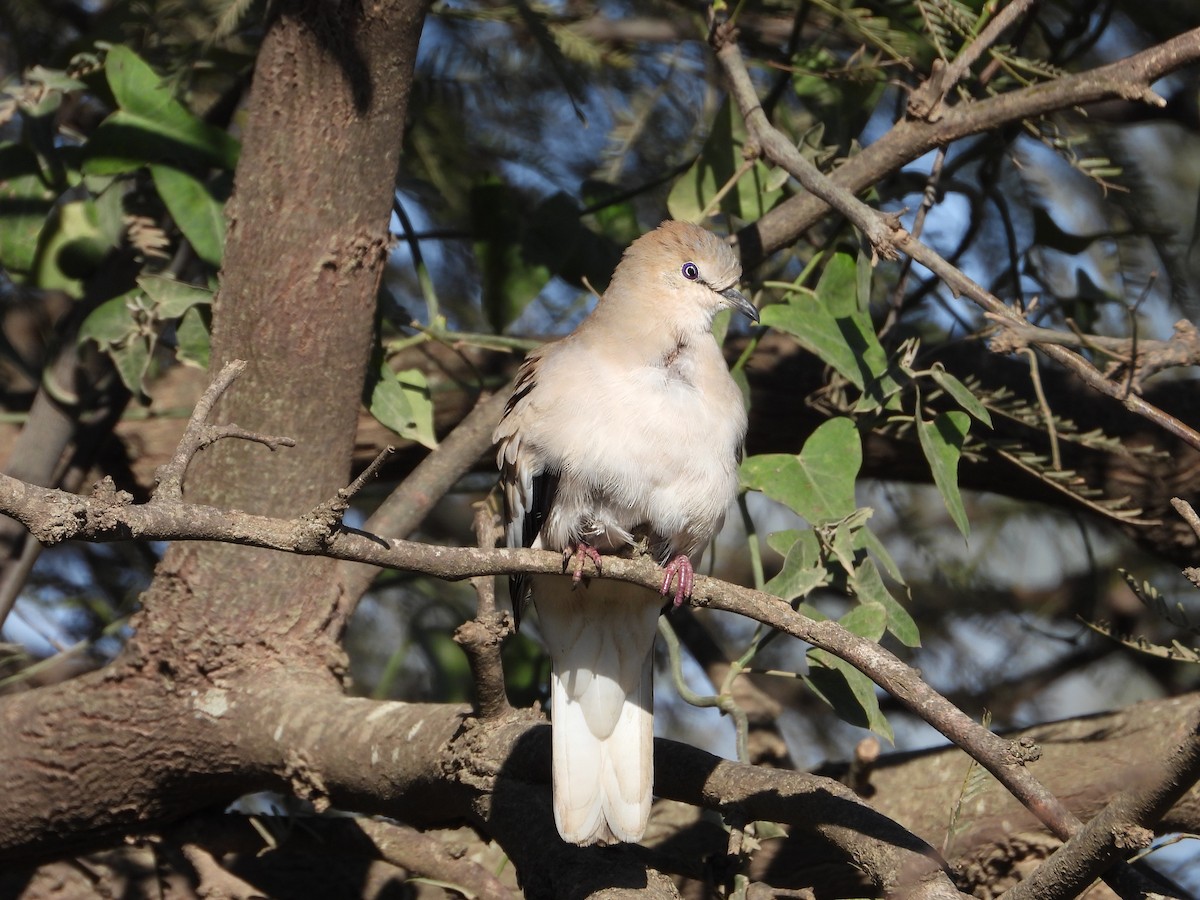 Picui Ground Dove - Más Aves