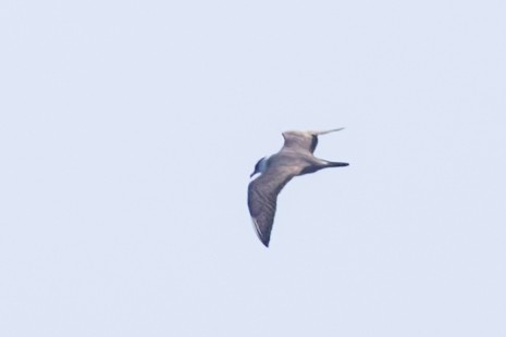 Long-tailed Jaeger - ML608068151