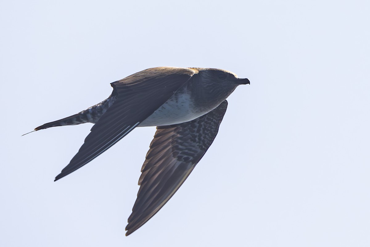 Long-tailed Jaeger - Roger Adamson