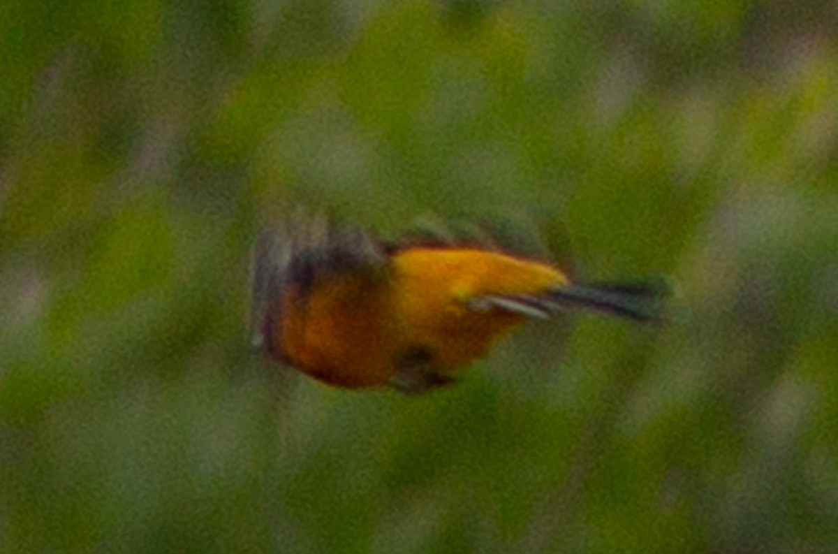 Hooded Oriole (cucullatus/sennetti) - ML608069201