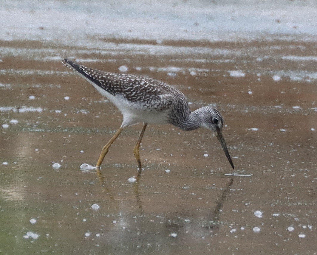 Greater Yellowlegs - ML608069261