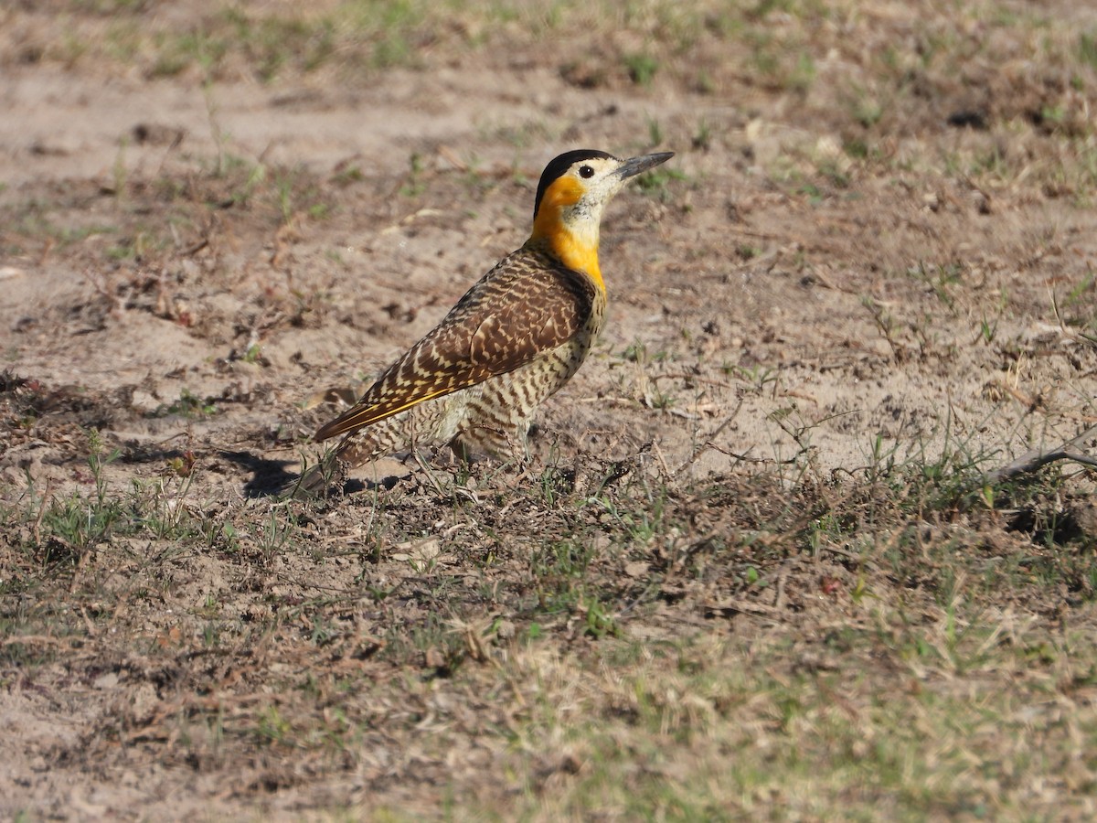 Carpintero Campestre - ML608069291