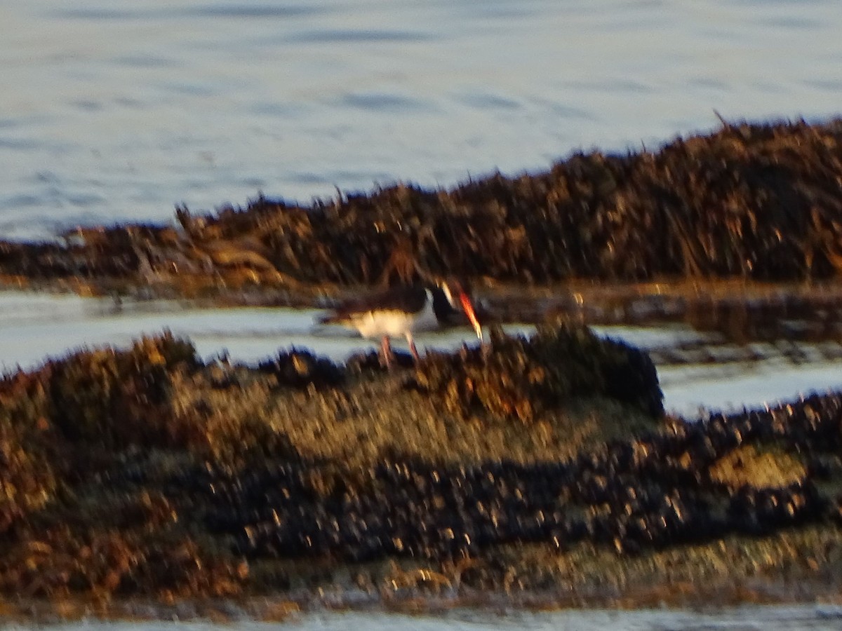 Eurasian Oystercatcher - ML608070761