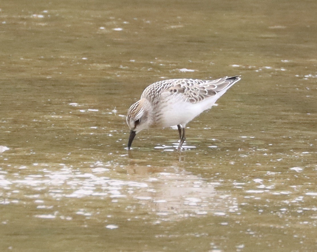 Semipalmated Sandpiper - ML608071211