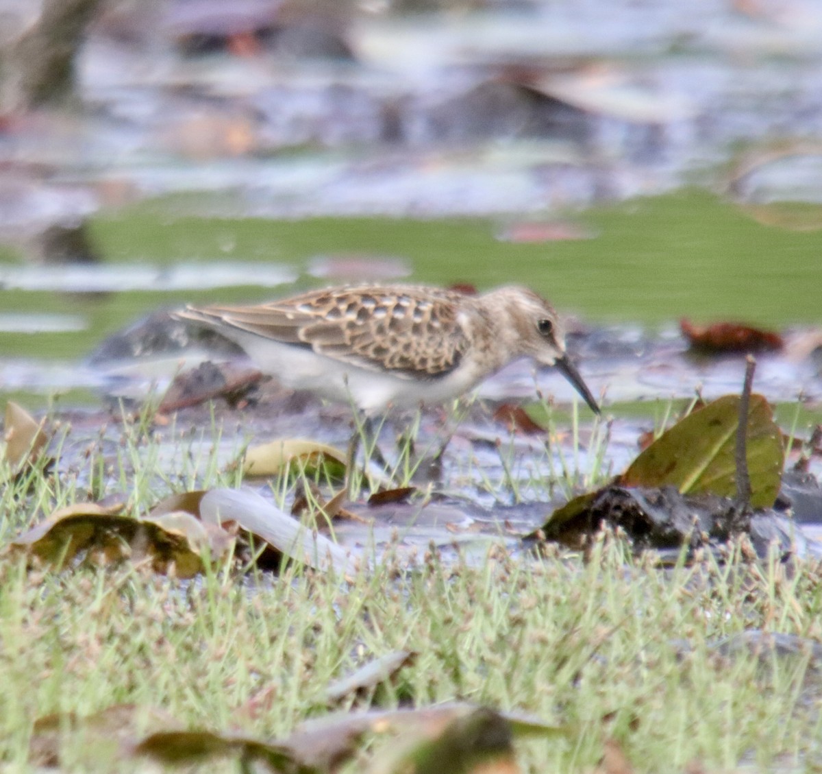 Least Sandpiper - ML608071621