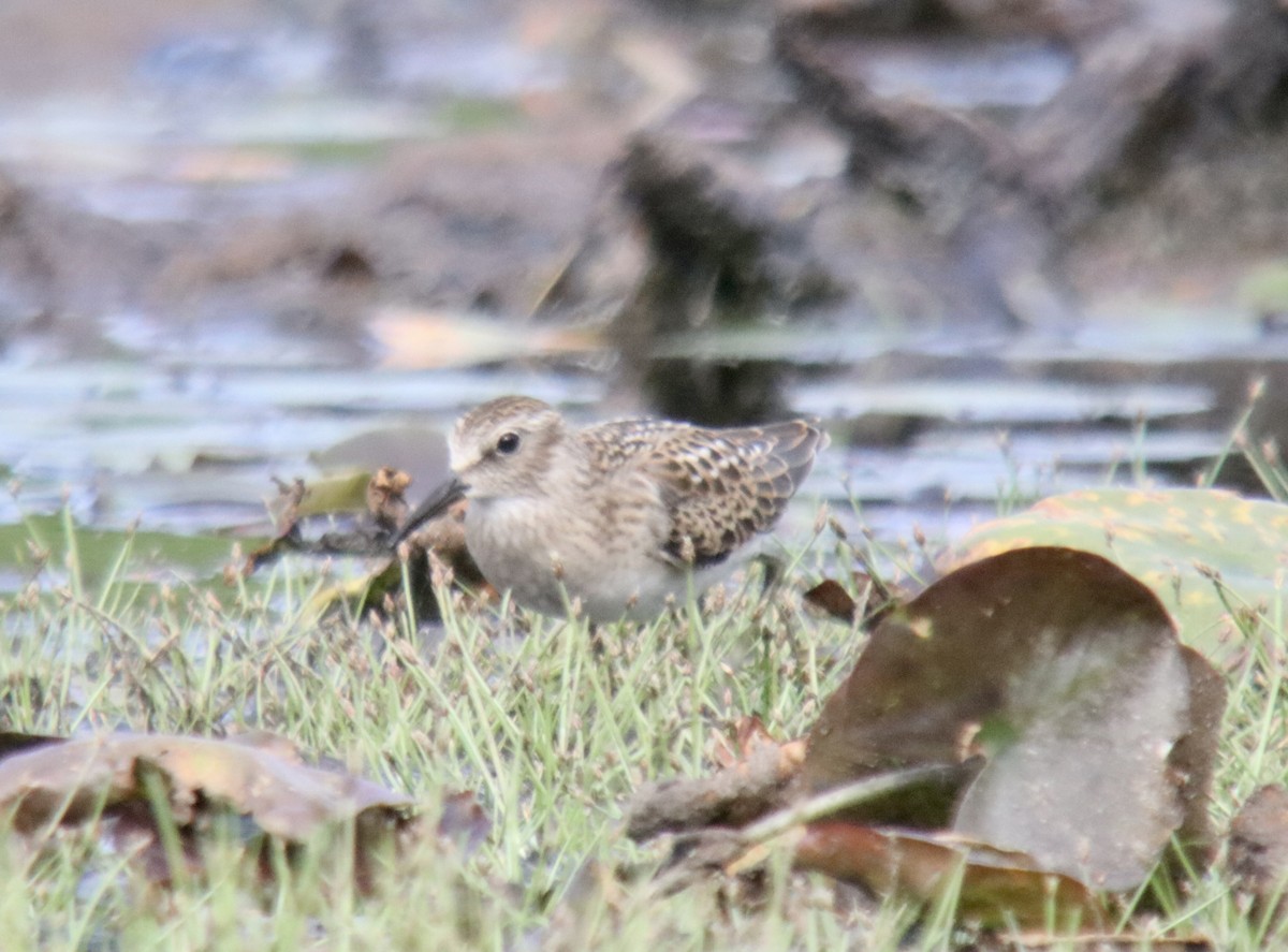 Least Sandpiper - ML608071641