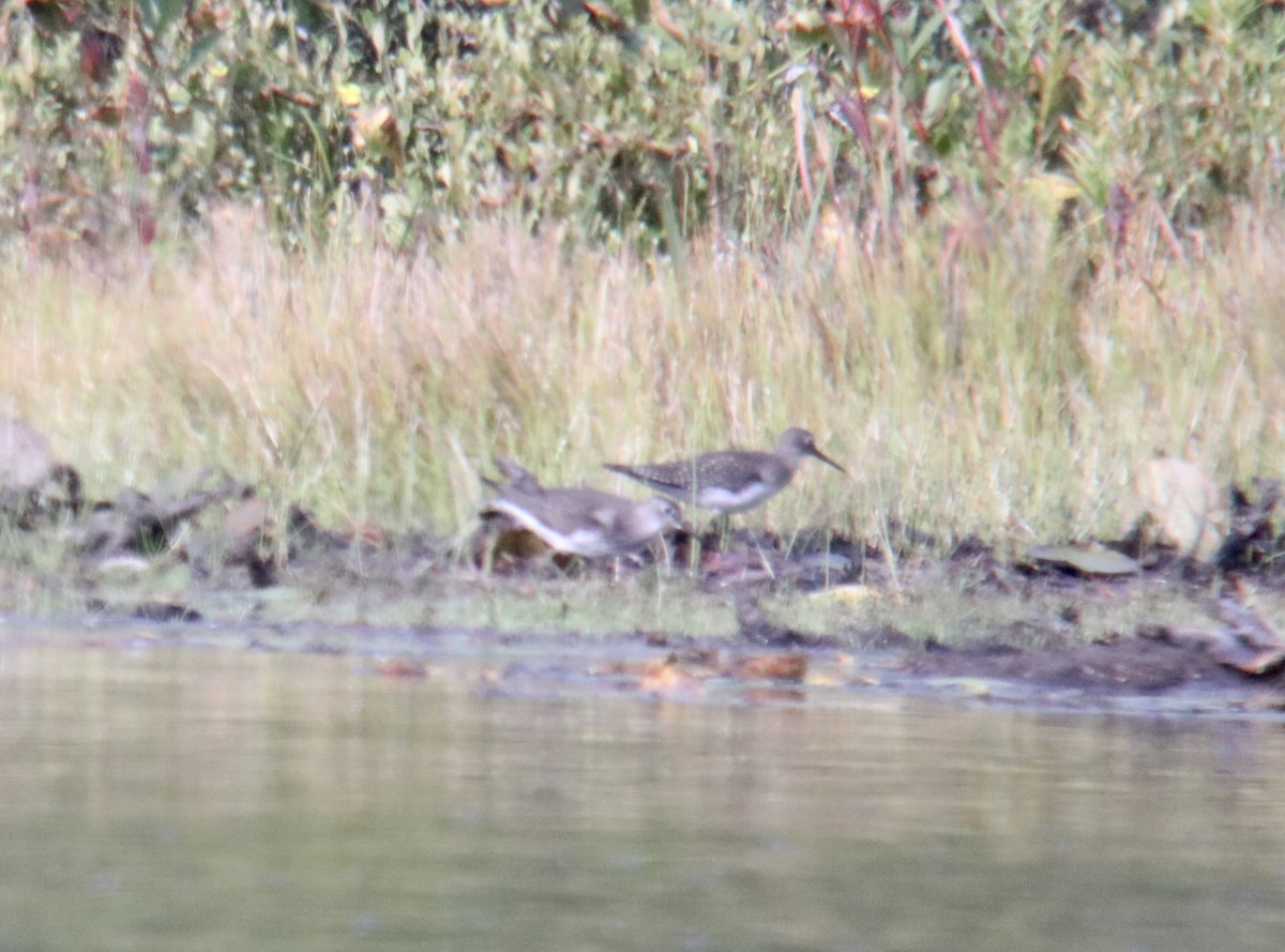 Solitary Sandpiper - Kevin F Murphy