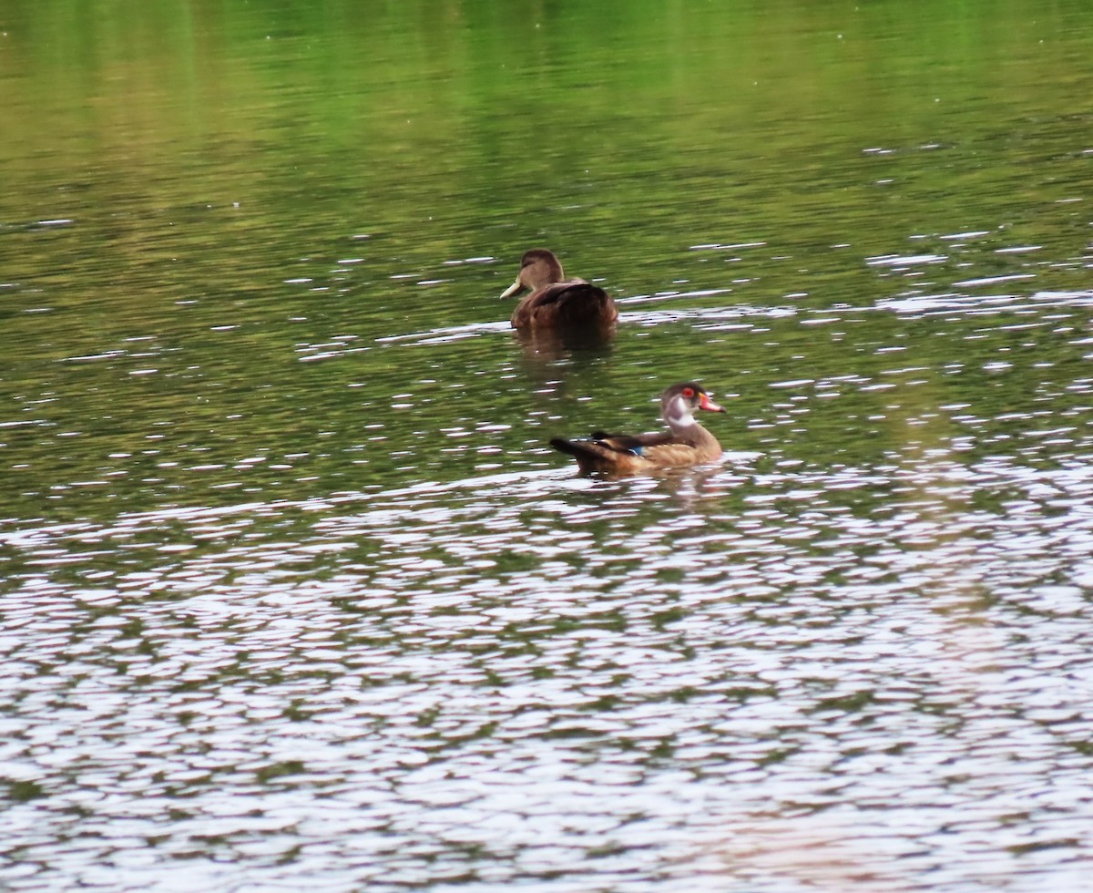 Wood Duck - Bethsheila Kent