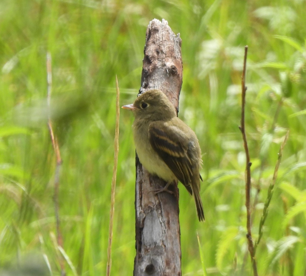 Hammond's Flycatcher - ML608073381