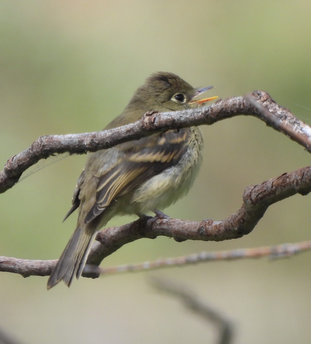 Hammond's Flycatcher - ML608073391