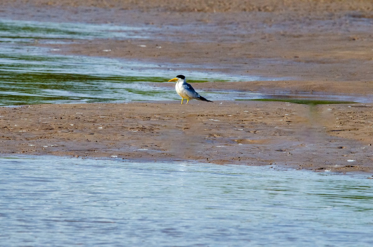 Large-billed Tern - ML608073771