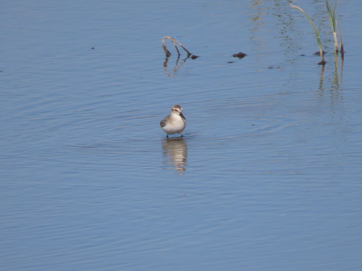 Western Sandpiper - Doug Kibbe