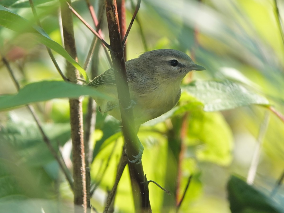 Vireo de Filadelfia - ML608074111