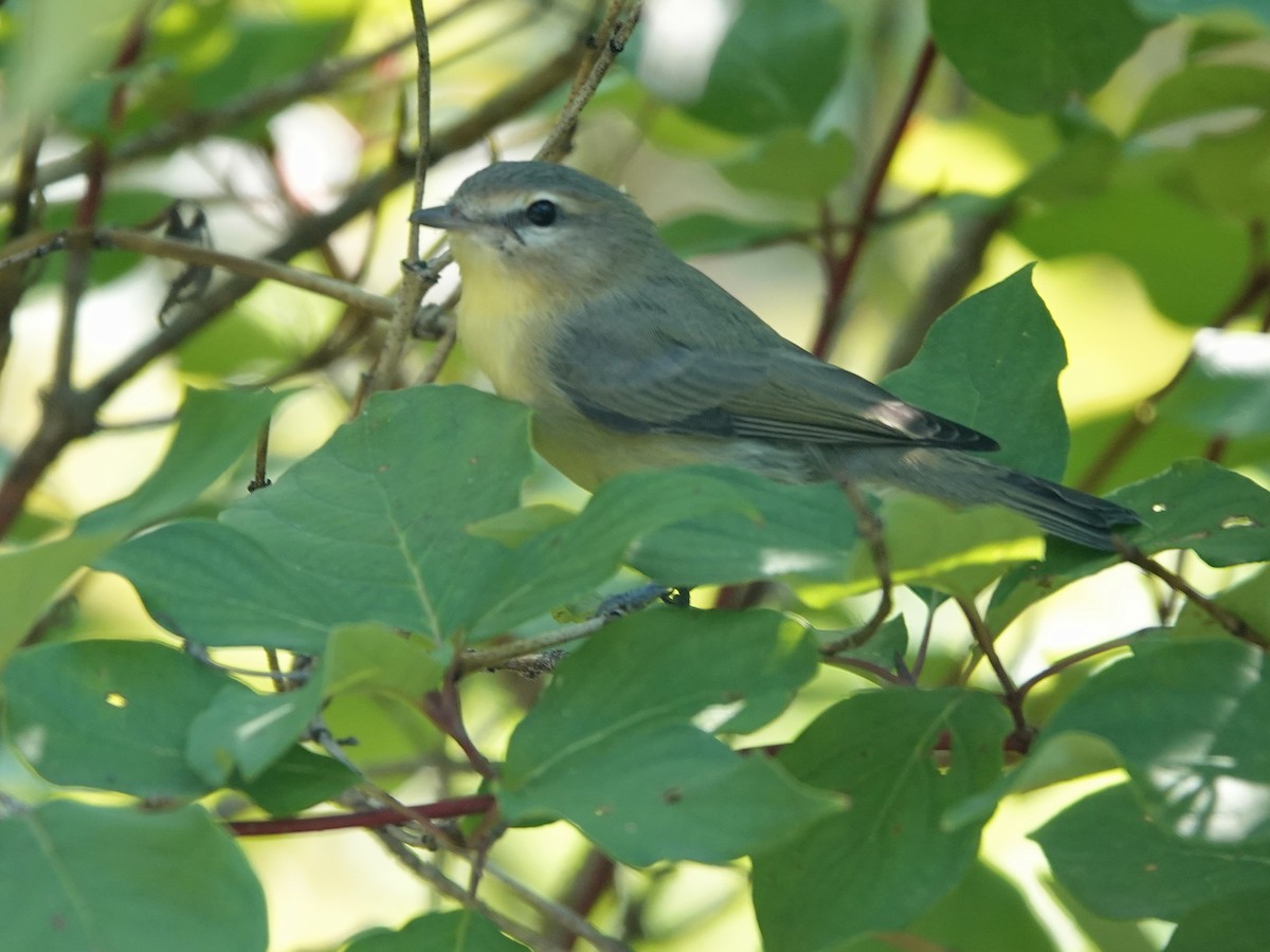 Vireo de Filadelfia - ML608074121