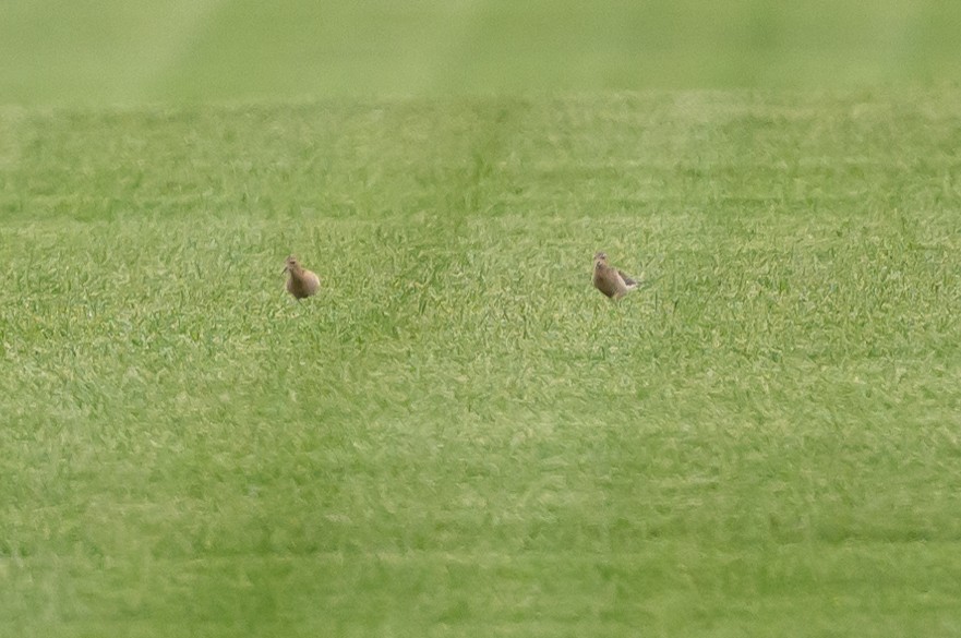 Buff-breasted Sandpiper - ML608074361