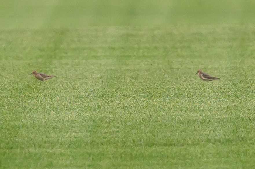 Buff-breasted Sandpiper - ML608074371