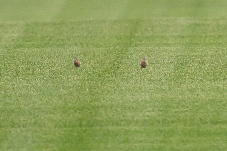 Buff-breasted Sandpiper - ML608074381