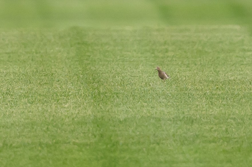 Buff-breasted Sandpiper - ML608074401