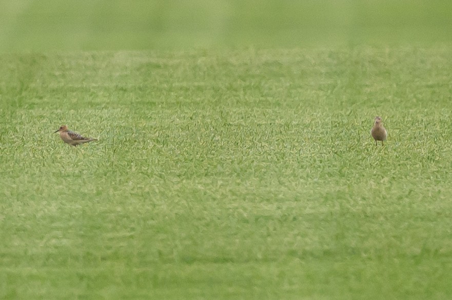 Buff-breasted Sandpiper - ML608074421